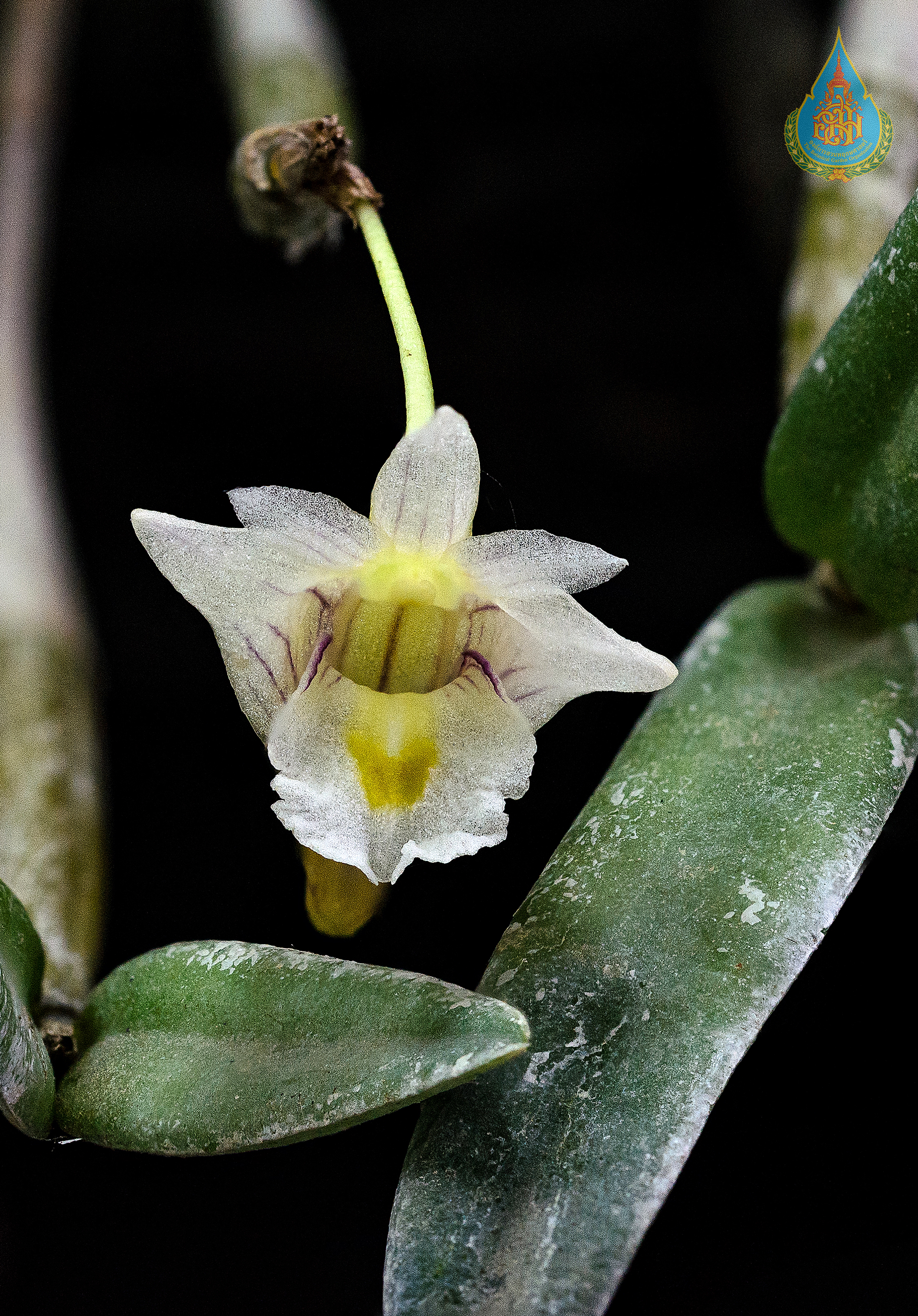 เอื้องน้อย Dendrobium pachyphyllum (Kuntze) Bakh.f.<br/>ORCHIDACEAE